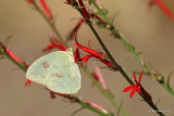 Cardinal Flower, Cloudless Sulphur, Portal, AZ, 8-21-21 _27797a.jpg