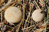 Puffball Mushroom, Barfoot Park, AZ_26741a.jpg