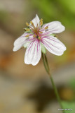 Richardsons Geranium, Geranium richardsonii, Paradise, AZ_27467a.jpg