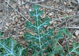 Milk Thistle leaf, Silybum marianum, Santa Ana NWR, TX, 03_14_2022a_000190.jpg