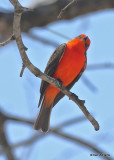 Vermilion Flycatcher male, Falcon County Park, TX, 03_14_2022a_000046.jpg