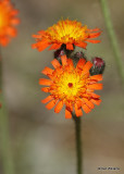 Orange Hawkweed, Hieracium aurantiacum, Glacier Nat. Park, MT, 06_30_2022a_008043.jpg