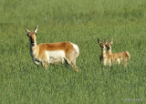 Pronghorn Antelope doe & fawns, Broadus, MT, 06_25_2022a_007089.jpg