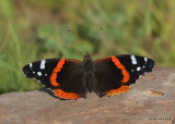 Red Admiral, Ft. Gibson Lake, Wagoner Co, OK, 8-18-2022a_0L0A0187.jpg