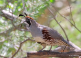 Gambels Quail male, Portal, AZ, 9-15-2022a_0L0A0775_2.jpg