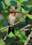 Ruby-throated Hummingbird male, Rogers Co yard, OK, 9-5-2022a_10.jpg
