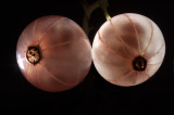 Groseilles