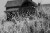 Wheat_house_IR.jpg