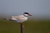 Sterna comune (Sterna hirundo) - 	Common Tern	
