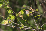 Passera mattugia (Passer montanus) - Eurasian Tree Sparrow