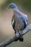 Colombaccio  juv.  (Columba palumbus) - Woodpigeon	