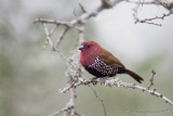 Pink-throated Twinspot  (Hypargos margaritatus)