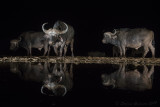 Bufalo cafro (Syncerus caffer) allabbeverata notturna