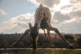  Giraffa sudafricana (Giraffa giraffa giraffa) all'abbeverata