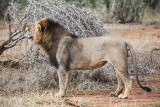 Leone (Panthera leo)