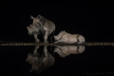 Rinoceronte bianco  (Ceratotherium simum)