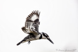 Pied Kingfisher (Ceryle rudis)