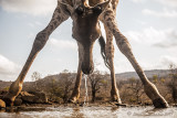 Giraffa sudafricana (Giraffa giraffa giraffa) all'abbeverata