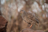 Natal spurfowl (Pternistis natalensis) juv.