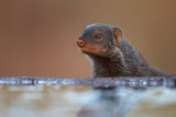Dwarf Mongoose (Helogale parvula)