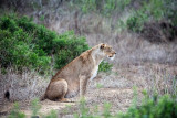 Leonessa (Panthera leo)