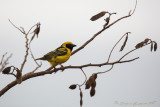 Village Weaver (Ploceus cucullatus)