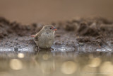 Red-billed Firefinch or Senegal firefinch (Lagonosticta senegala) ♀