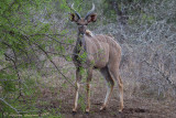 Kudu Maggiore (Tragelaphus strepsiceros) 