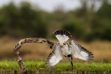 Pied Kingfisher ( Ceryle rudis)