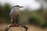 Striated Heron (Butorides striata)