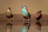 Red-billed Firefinch e Blue Waxbill