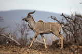 Kudu Maggiore (Tragelaphus strepsiceros)♂