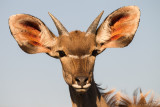 Kudu Maggiore (Tragelaphus strepsiceros) juv.