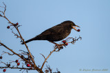 Merlo (Turdus merula) -  Blackbird