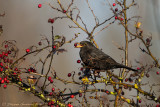 Merlo (Turdus merula) -  Blackbird