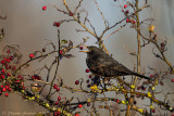 Merlo (Turdus merula) -  Blackbird