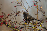 Merlo (Turdus merula) -  Blackbird