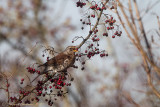 Cesena ( Turdus pilaris ) - Fieldfare