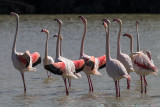 Fenicottero rosa  (Phoenicopterus roseus) - Greater flamingo