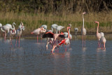 Fenicottero rosa  (Phoenicopterus roseus) - Greater flamingo
