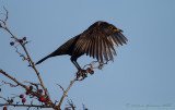 Merlo (Turdus merula) -  Blackbird