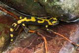 Salamandra pezzata (Salamandra salamandra) 