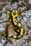 Salamandra pezzata (Salamandra salamandra) 