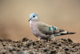 Emerald-spotted wood dove (Turtur chalcospilos) 