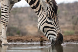 Zebra di Burchell (Equus quagga)