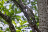 Picchio verde juv. (Picus viridis) - Green woodpecker