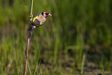 Cardellino (Carduelis carduelis) - European Goldfinch