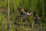 Cardellino (Carduelis carduelis) - European Goldfinch