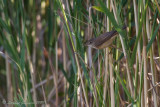 Cannaiola (Acrocephalus scirpaceus) - Reed Warbler	
