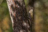 Picchio verde (Picus viridis) - Green Woodpecker	
